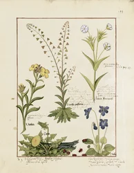 Illustration du Livre des simples médecines par Mattheaus Platearius 138r